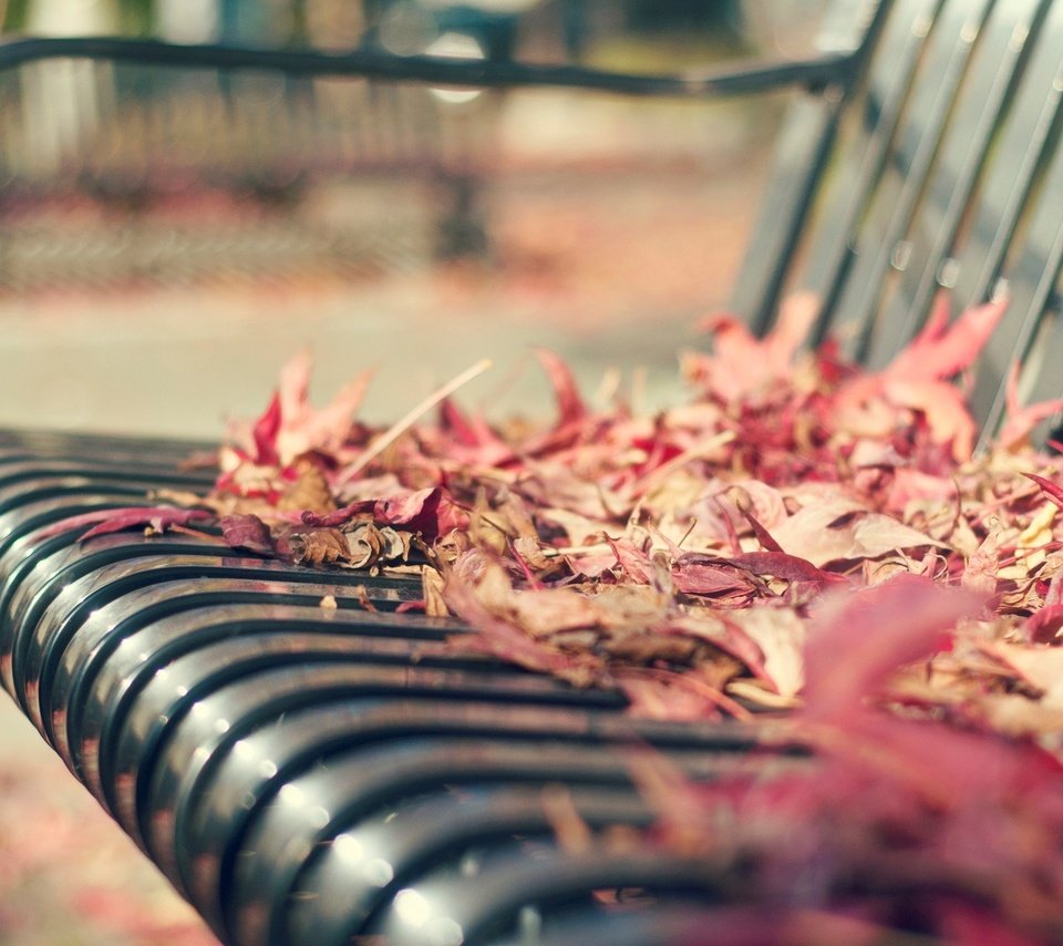 Обои листья, макро, осень, скамейка, листопад, leaves, macro, autumn, bench, falling leaves разрешение 1920x1200 Загрузить