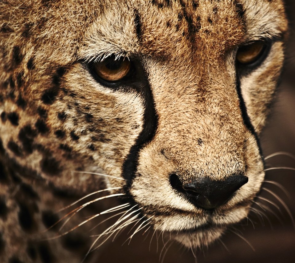Обои морда, кошка, леопард, пятна, нос, face, cat, leopard, spot, nose разрешение 2560x1596 Загрузить