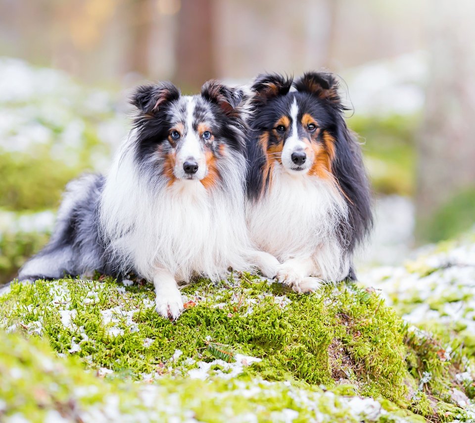 Обои природа, парочка, собаки, шелти, шетландская овчарка, nature, a couple, dogs, sheltie, shetland sheepdog разрешение 3600x2400 Загрузить