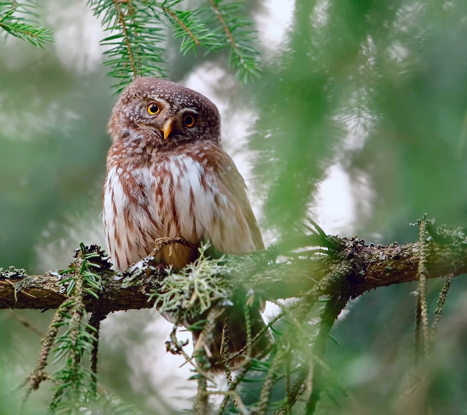 Обои сова, ветки, взгляд, птица, owl, branches, look, bird разрешение 2500x1563 Загрузить