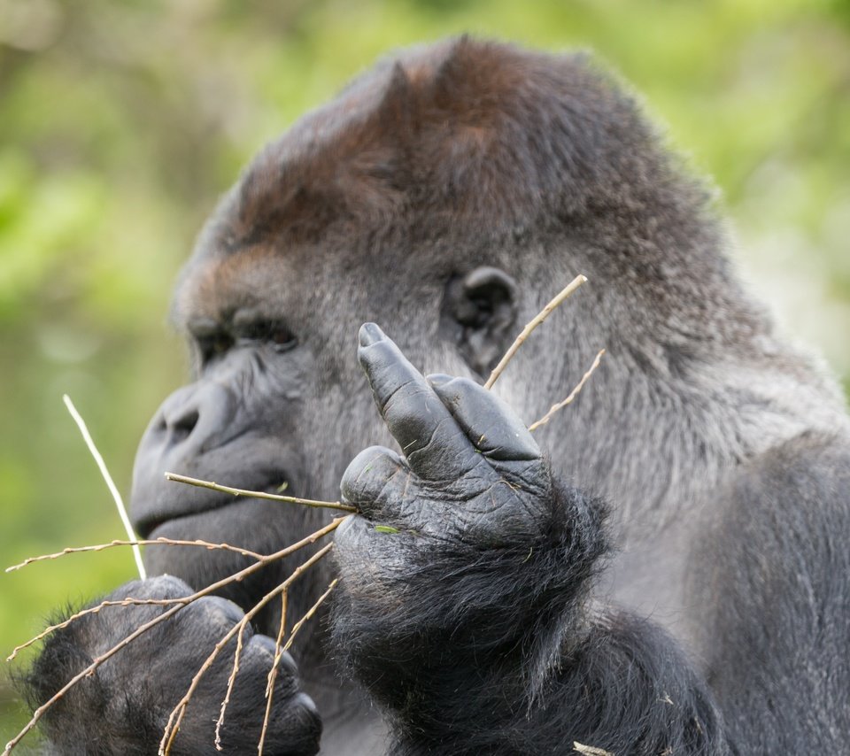 Обои профиль, знак, обезьяна, жест, горилла, примат, profile, sign, monkey, gesture, gorilla, the primacy of разрешение 5184x3456 Загрузить
