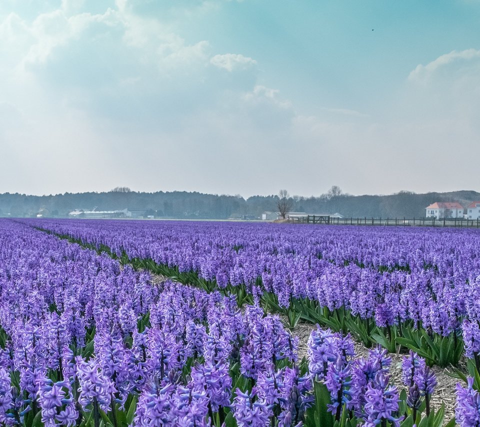 Обои цветы, поле, дома, голландия, гиацинты, flowers, field, home, holland, hyacinths разрешение 4153x2179 Загрузить
