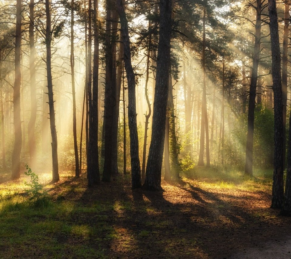 Обои лес, лучи, утро, сосны, солнечный свет, михаил msh, forest, rays, morning, pine, sunlight, michael msh разрешение 1920x1122 Загрузить