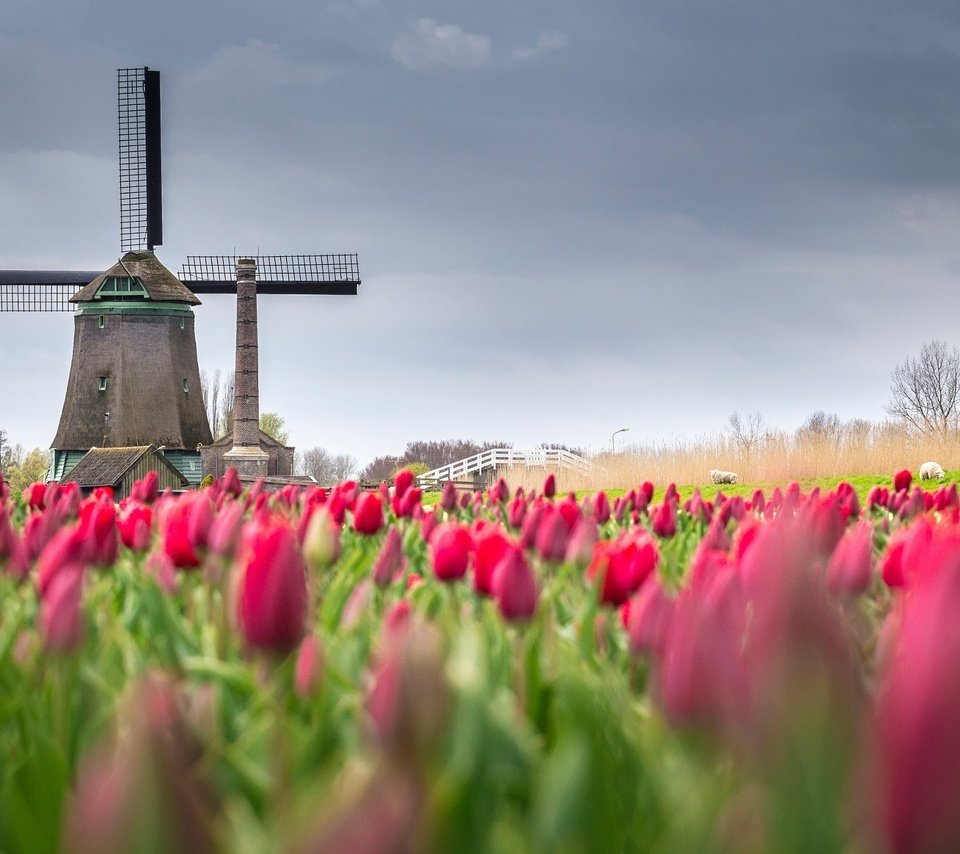 Обои цветы, поле, мельница, весна, тюльпаны, нидерланды, flowers, field, mill, spring, tulips, netherlands разрешение 2048x1366 Загрузить