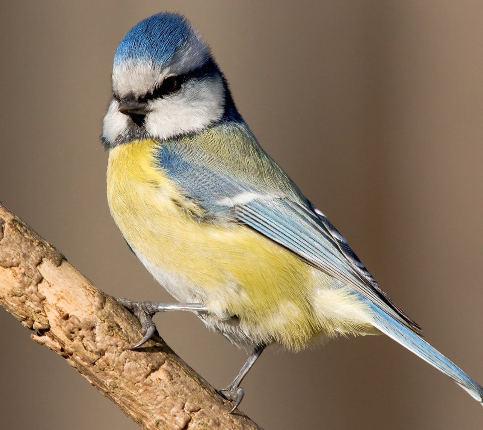 Обои ветка, птица, клюв, перья, синица, лазоревка, branch, bird, beak, feathers, tit, blue tit разрешение 1920x1200 Загрузить