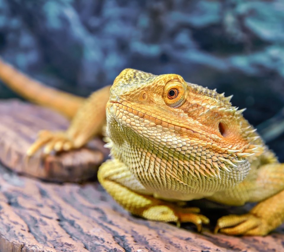 Обои макро, ящерица, бородатая агама, агама, олег богданов, macro, lizard, bearded agama, agama, oleg bogdanov разрешение 2560x1722 Загрузить