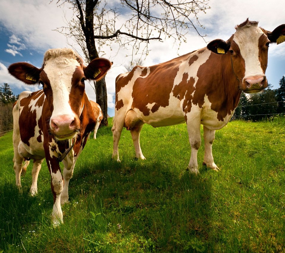 Обои трава, природа, поле, швейцария, коровы, grass, nature, field, switzerland, cows разрешение 2048x1365 Загрузить