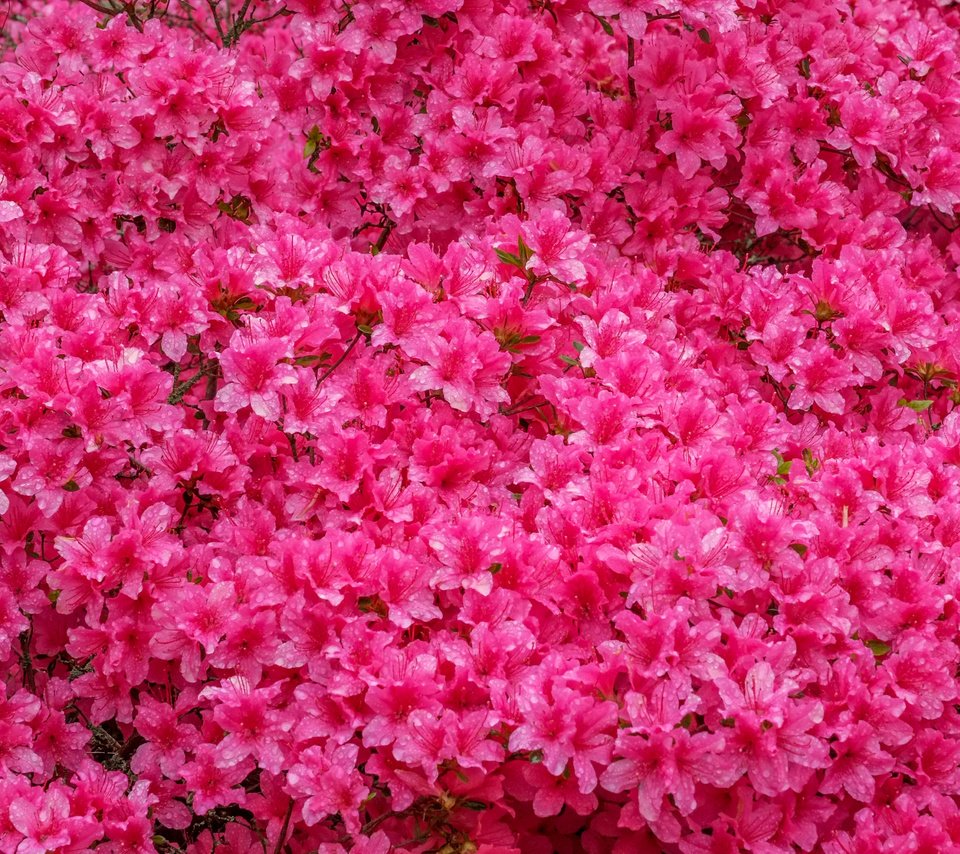 Обои цветы, азалия, рододендрон, jazzmatica, flowers, azalea, rhododendron разрешение 4896x2760 Загрузить