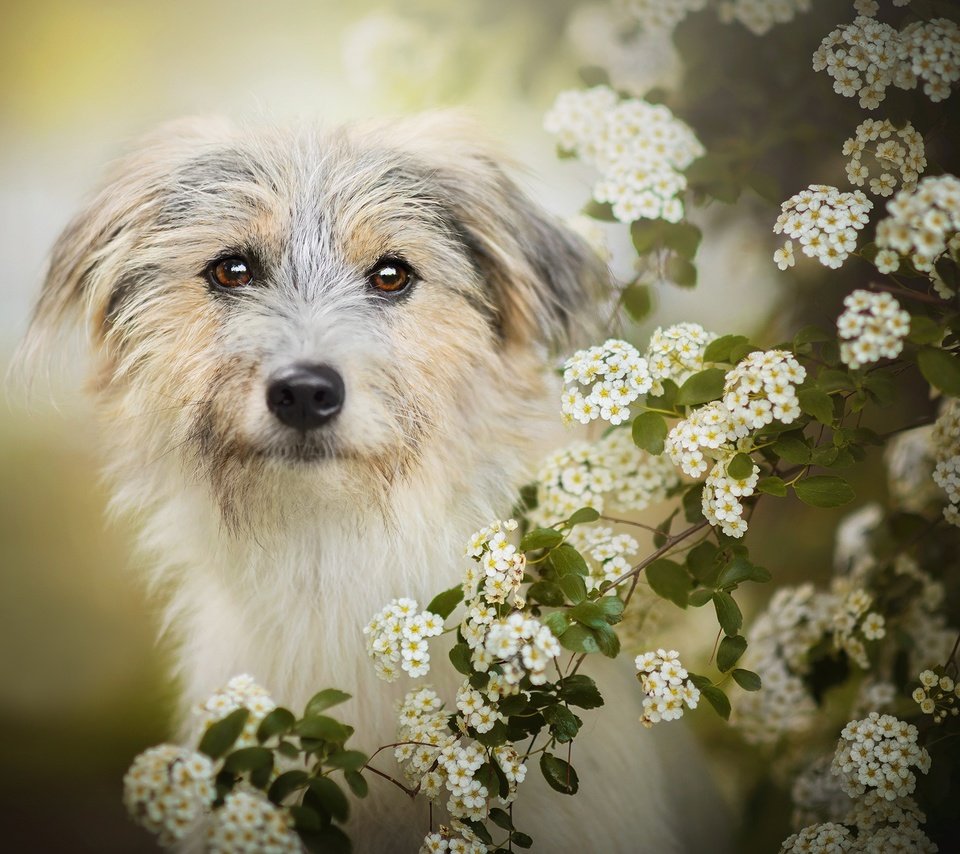 Обои цветение, собака, боке, лилли, flowering, dog, bokeh, lilly разрешение 2048x1277 Загрузить