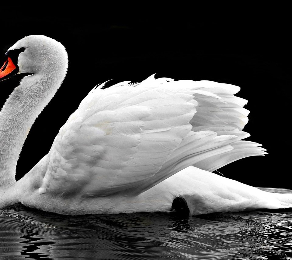 Обои вода, отражение, птица, клюв, черный фон, перья, лебедь, water, reflection, bird, beak, black background, feathers, swan разрешение 4000x2289 Загрузить