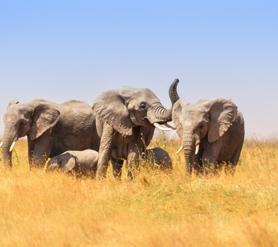 Обои африка, слоны, саванна, слонята, africa, elephants, savannah разрешение 2048x1313 Загрузить