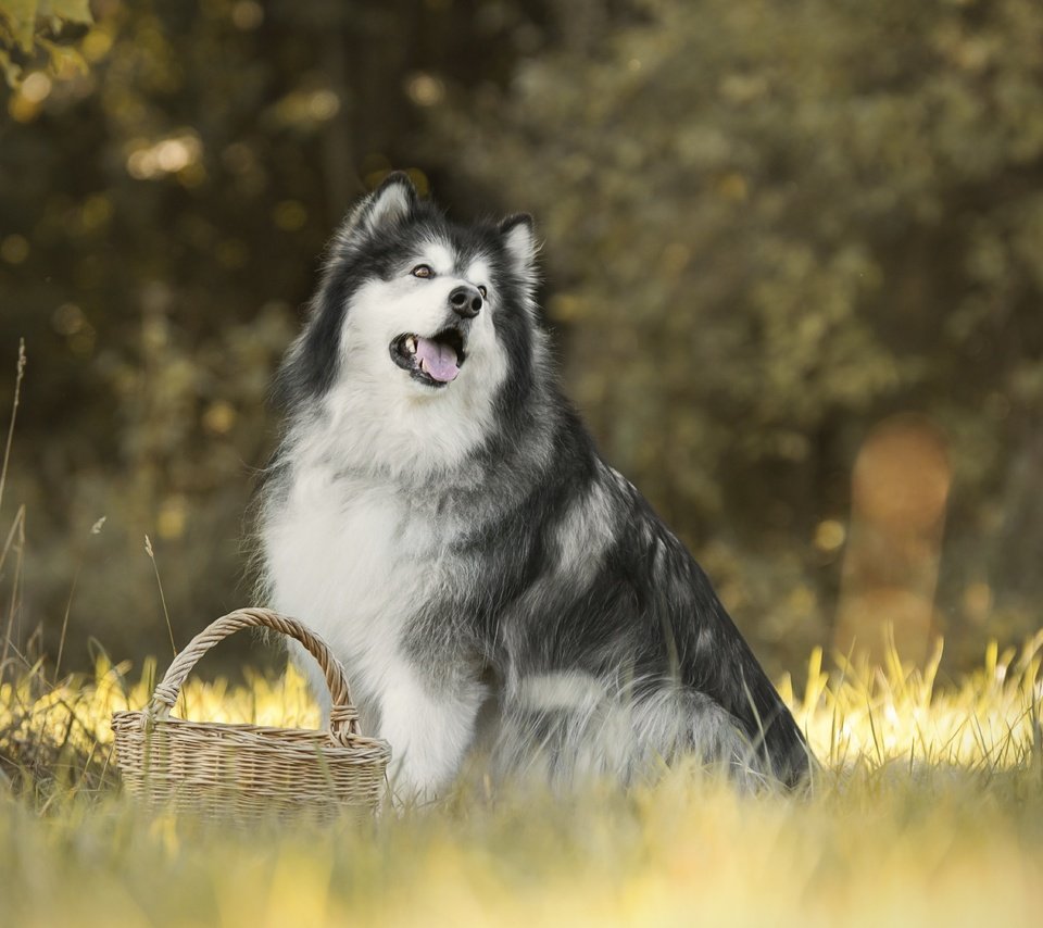 Обои трава, собака, корзинка, боке, маламут, аляскинский маламут, grass, dog, basket, bokeh, malamute, alaskan malamute разрешение 6000x4000 Загрузить