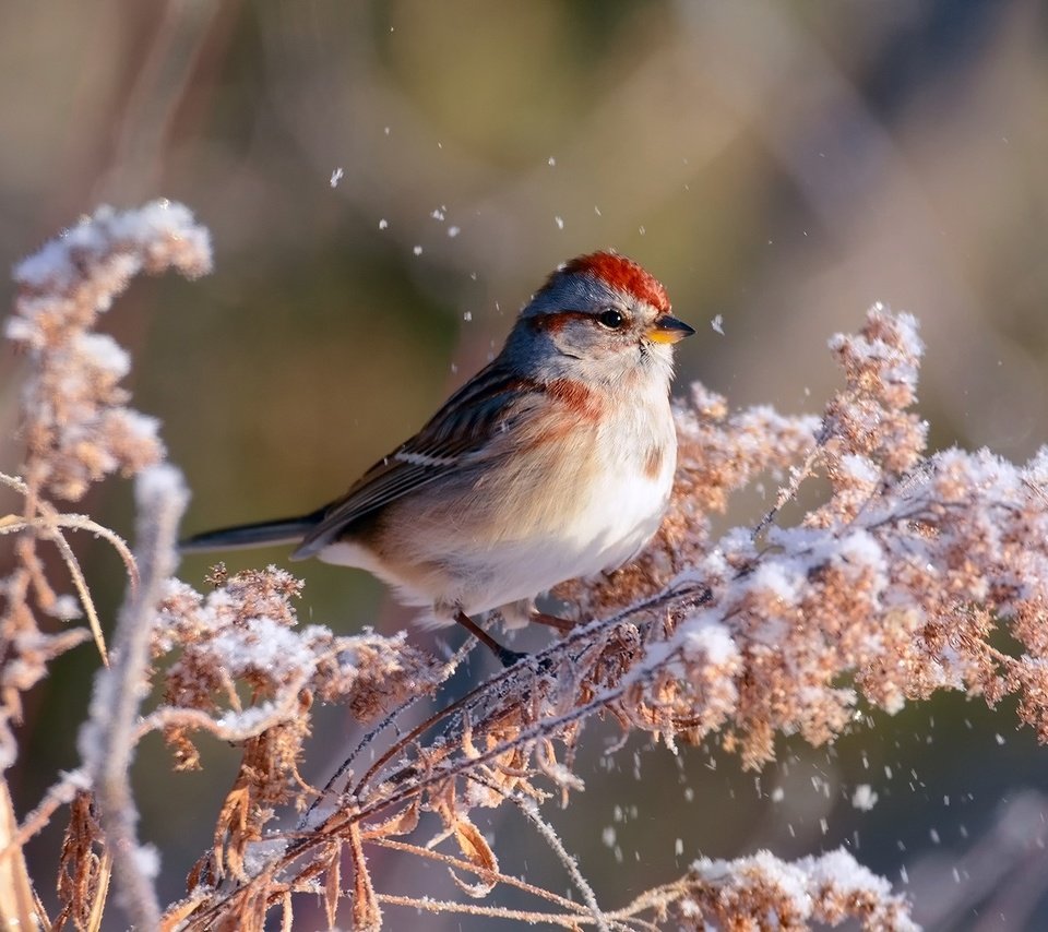 Обои ветка, снег, зима, птица, воробей, боке, kylie maceachern, branch, snow, winter, bird, sparrow, bokeh разрешение 1920x1200 Загрузить