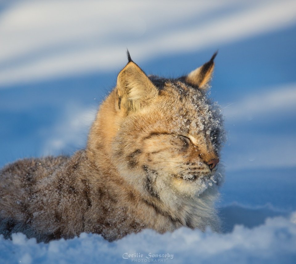 Обои морда, снег, зима, рысь, хищник, дикая кошка, face, snow, winter, lynx, predator, wild cat разрешение 2880x1800 Загрузить