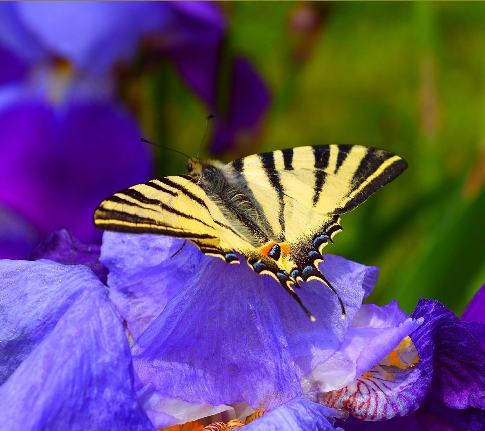 Обои цветы, насекомое, бабочка, весна, синие, ирисы, flowers, insect, butterfly, spring, blue, irises разрешение 3004x1897 Загрузить