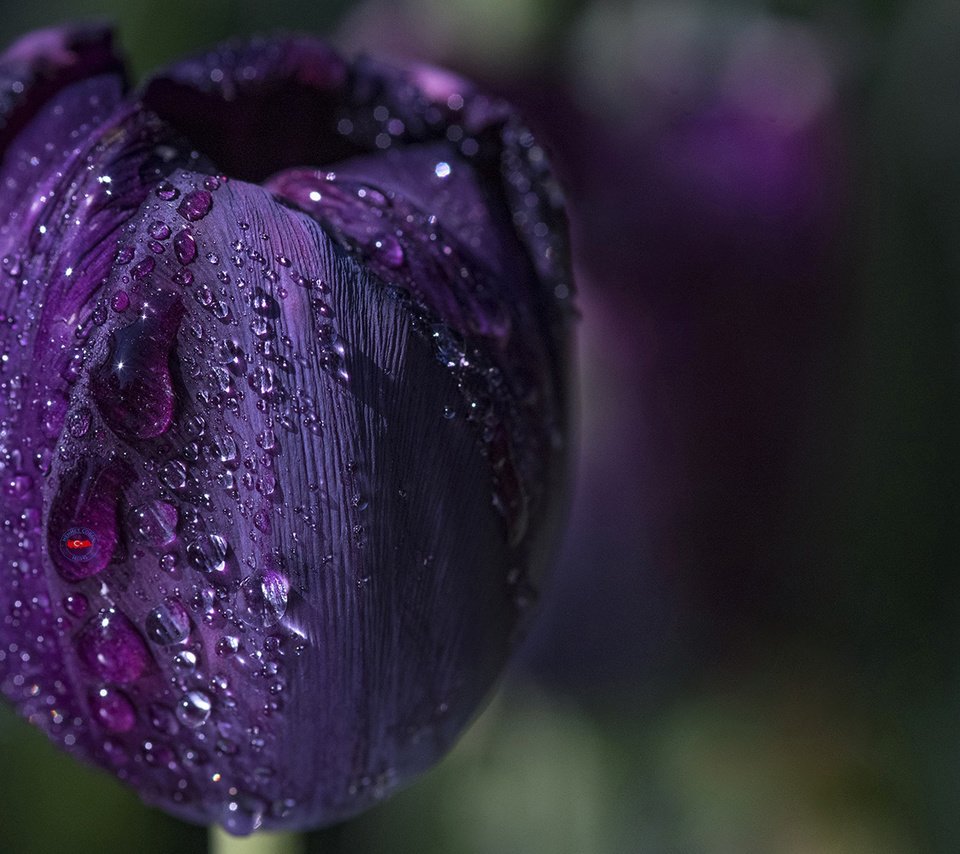 Обои вода, макро, цветок, капли, фиолетовый, весна, тюльпан, water, macro, flower, drops, purple, spring, tulip разрешение 1920x1200 Загрузить