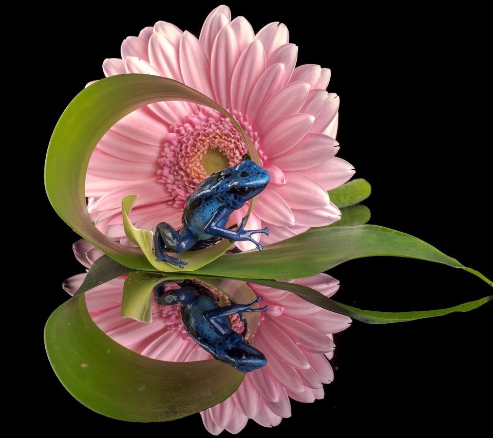 Обои отражение, цветок, лягушка, черный фон, гербера, голубой древолаз, reflection, flower, frog, black background, gerbera, blue dendrobates разрешение 2560x2049 Загрузить