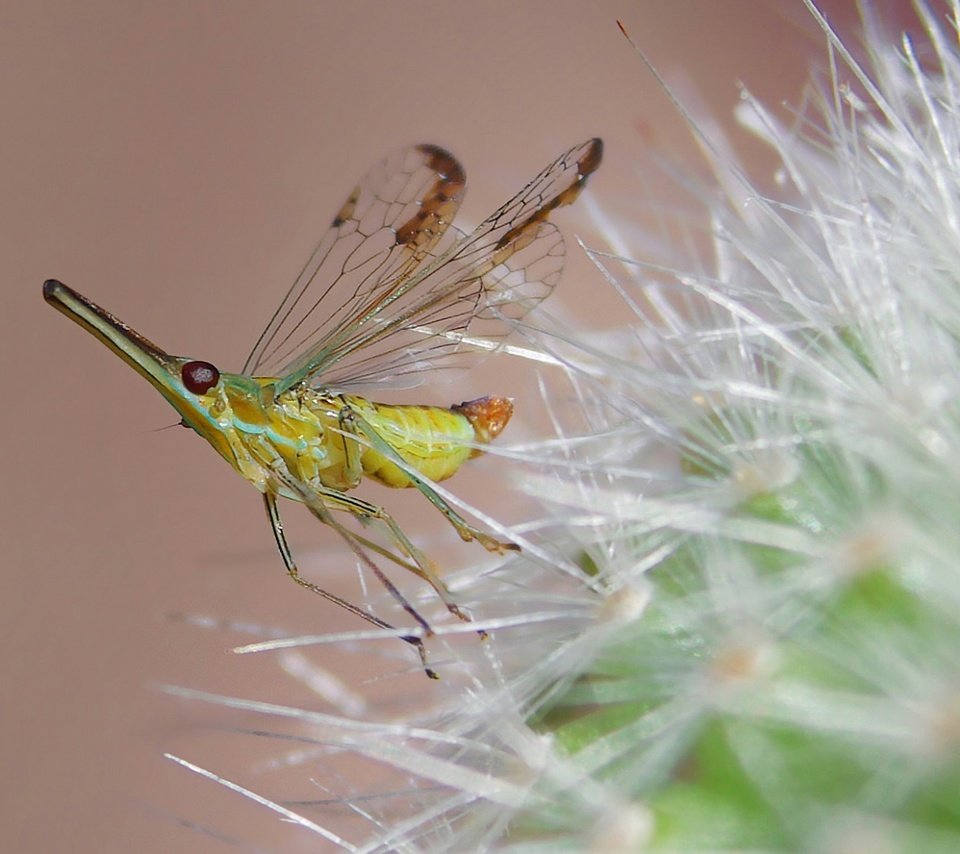 Обои природа, насекомое, цветок, комар, былинка, nature, insect, flower, the mosquito, blade of grass разрешение 1920x1080 Загрузить