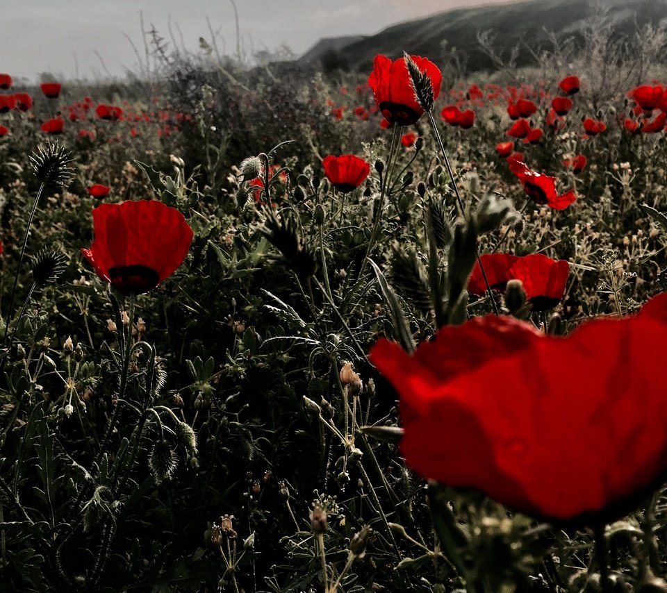 Обои цветы, поле, красные, маки, flowers, field, red, maki разрешение 4032x2270 Загрузить