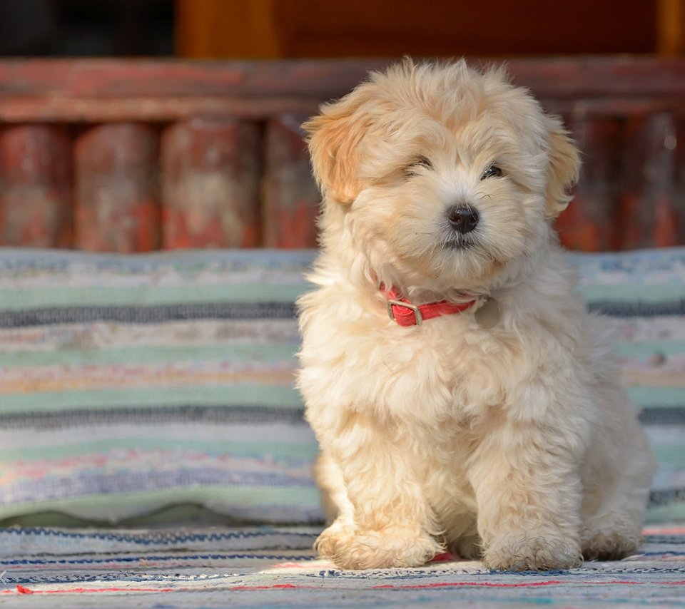 Обои собака, щенок, овчарка, болонка, jordache, румынская овчарка, dog, puppy, shepherd, lapdog, romanian shepherd разрешение 1920x1200 Загрузить