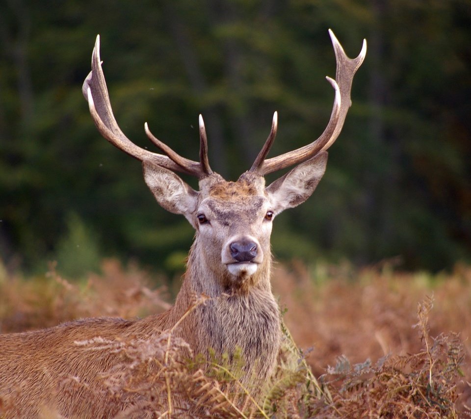 Обои морда, олень, взгляд, рога, сухая трава, благородный олень, face, deer, look, horns, dry grass, red deer разрешение 3008x2000 Загрузить