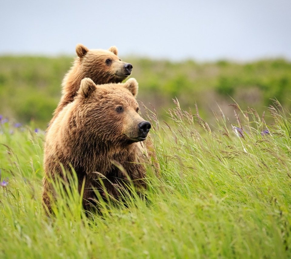 Обои трава, природа, лето, медведь, полевые цветы, медведи, grass, nature, summer, bear, wildflowers, bears разрешение 1920x1200 Загрузить