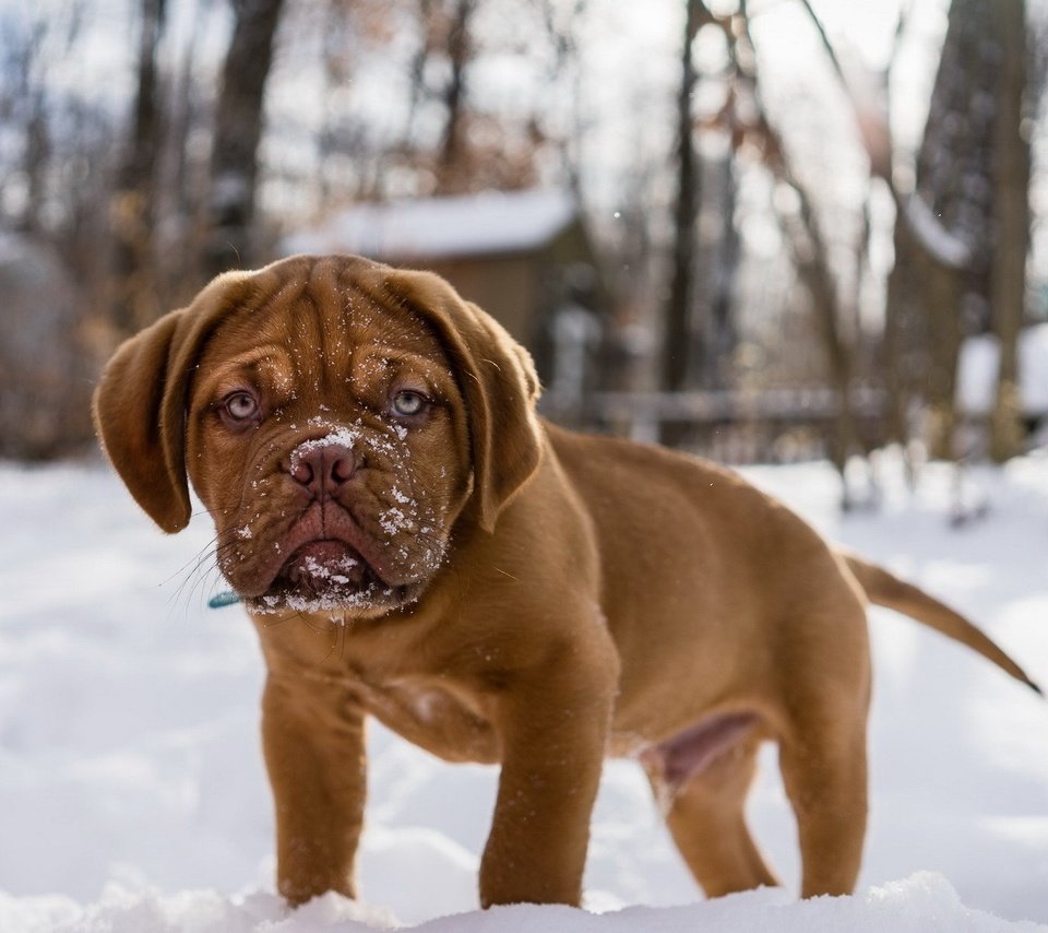 Обои снег, мордочка, взгляд, собака, щенок, бордоский дог, snow, muzzle, look, dog, puppy, dogue de bordeaux разрешение 1920x1200 Загрузить