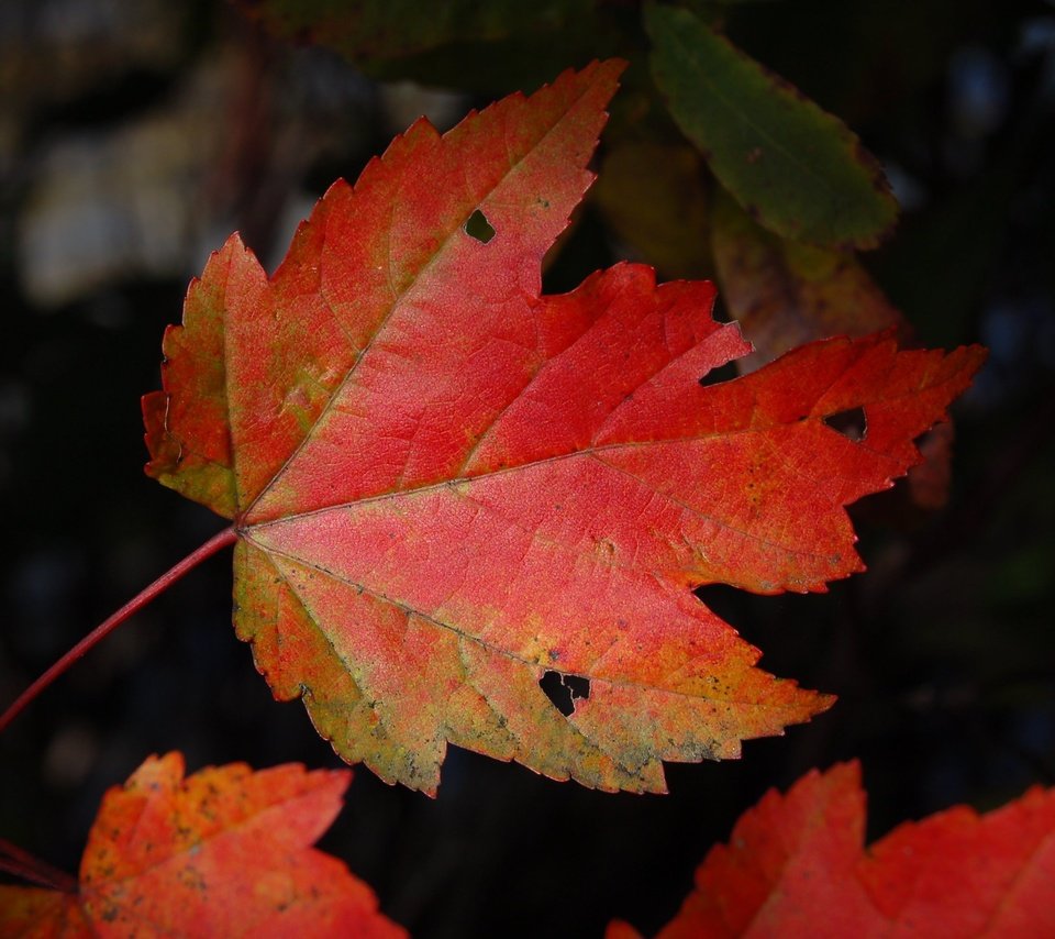 Обои природа, темный фон, кленовый лист, осенние листья, nature, the dark background, maple leaf, autumn leaves разрешение 3008x2000 Загрузить