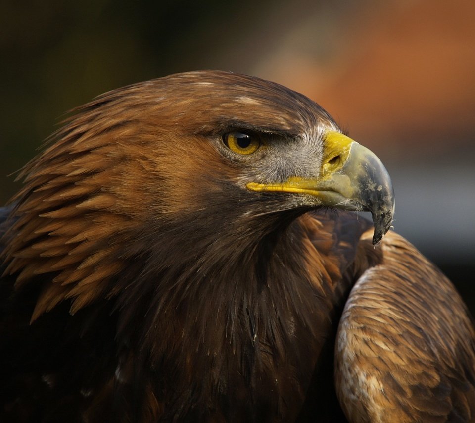 Обои орел, птица, клюв, перья, крупным планом, хищная птица, eagle, bird, beak, feathers, closeup, bird of prey разрешение 1920x1439 Загрузить