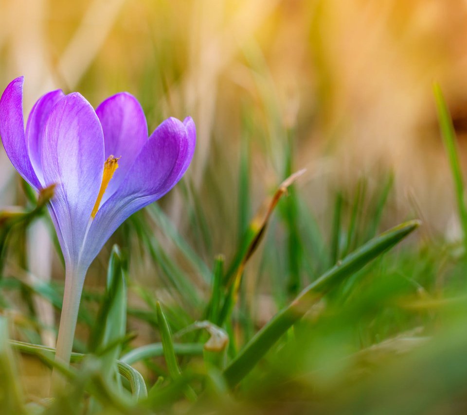 Обои трава, природа, цветок, лепестки, размытость, весна, крокус, grass, nature, flower, petals, blur, spring, krokus разрешение 1920x1200 Загрузить