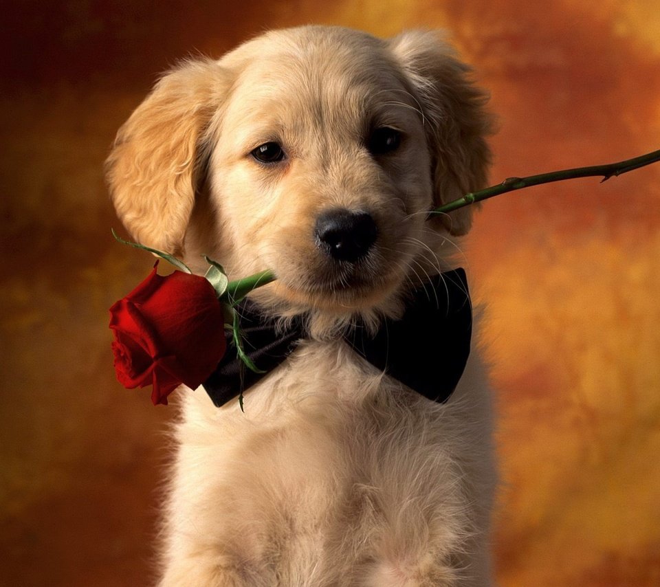Обои цветок, собака, щенок, красная роза, золотистый ретривер, flower, dog, puppy, red rose, golden retriever разрешение 2560x2048 Загрузить