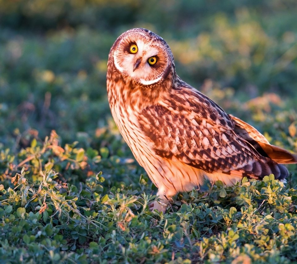 Обои трава, сова, взгляд, хищник, птица, болотная сова, grass, owl, look, predator, bird, short-eared owl разрешение 2048x1365 Загрузить