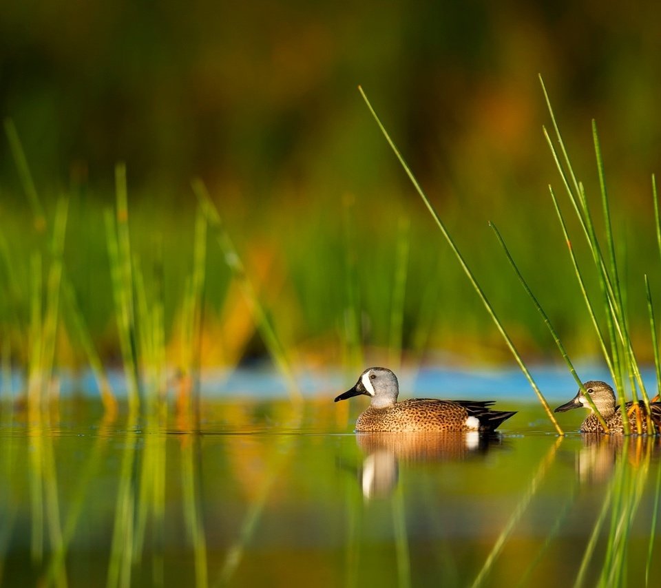 Обои трава, вода, природа, отражение, птицы, утка, grass, water, nature, reflection, birds, duck разрешение 2000x1331 Загрузить