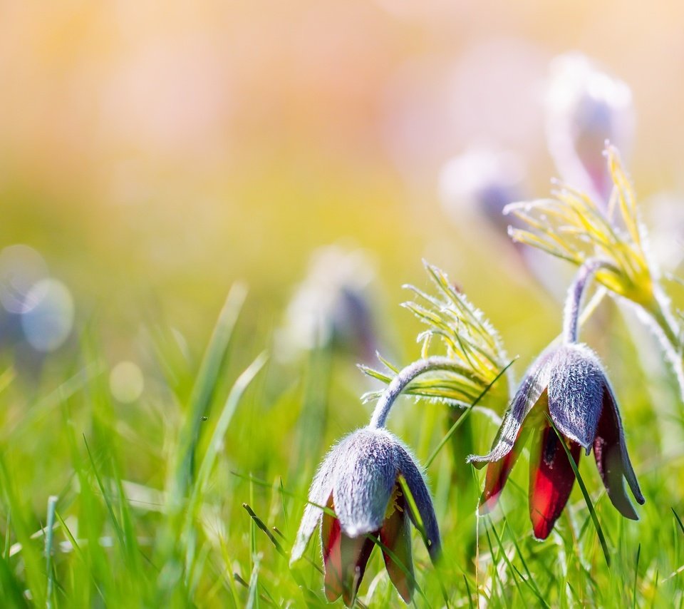 Обои цветы, трава, природа, лето, боке, сон-трава, прострел, flowers, grass, nature, summer, bokeh, sleep-grass, cross разрешение 2560x1538 Загрузить