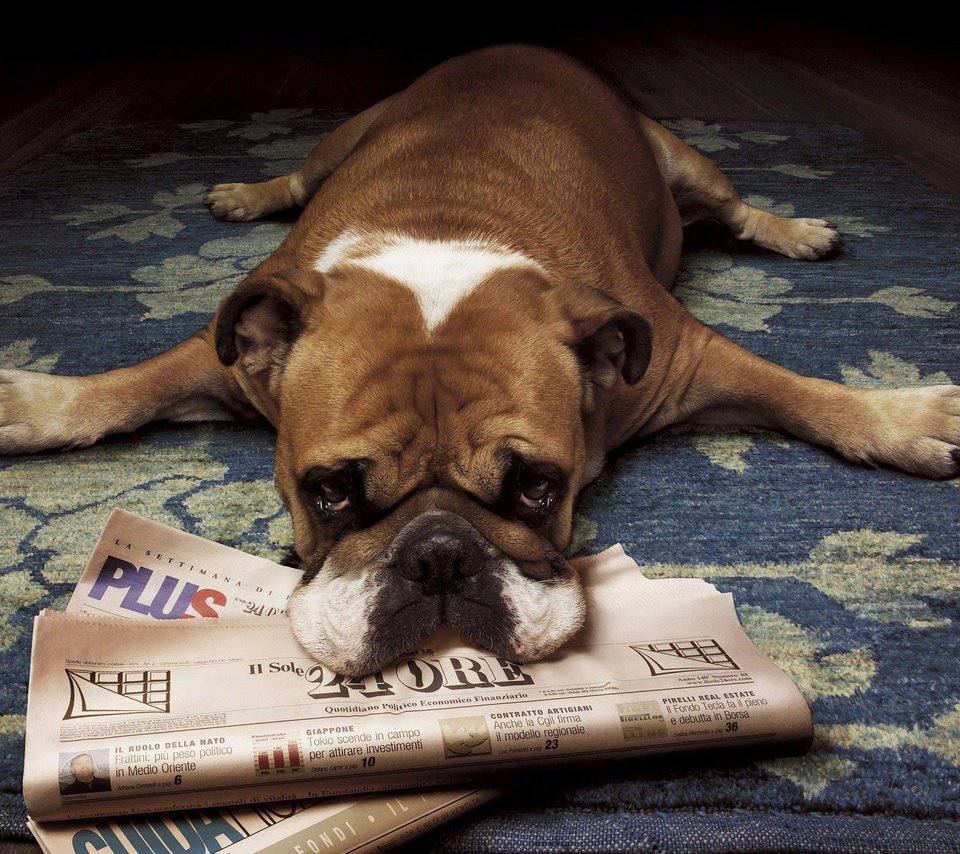 Обои собака, лежит, щенок, газеты, бульдог, боксер, английский бульдог, dog, lies, puppy, newspapers, bulldog, boxer, english bulldog разрешение 1920x1200 Загрузить