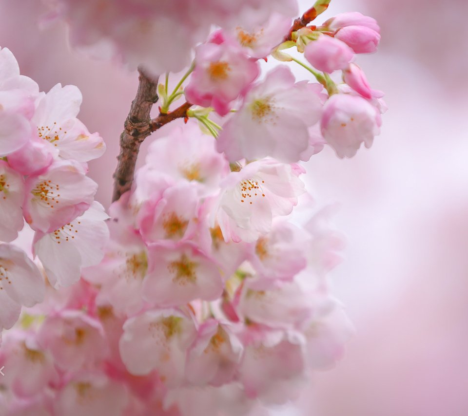 Обои цветы, цветение, весна, сакура, flowers, flowering, spring, sakura разрешение 1920x1200 Загрузить