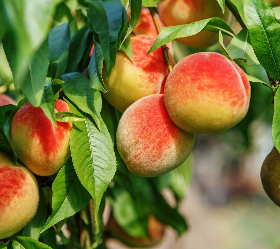 Обои дерево, листья, фрукты, плоды, персики, tree, leaves, fruit, peaches разрешение 2880x1800 Загрузить