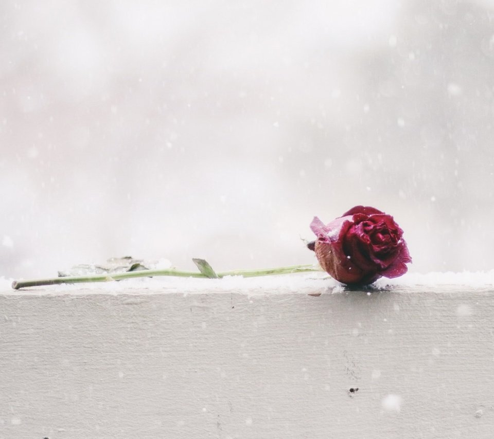 Обои снег, цветок, роза, snow, flower, rose разрешение 1920x1200 Загрузить