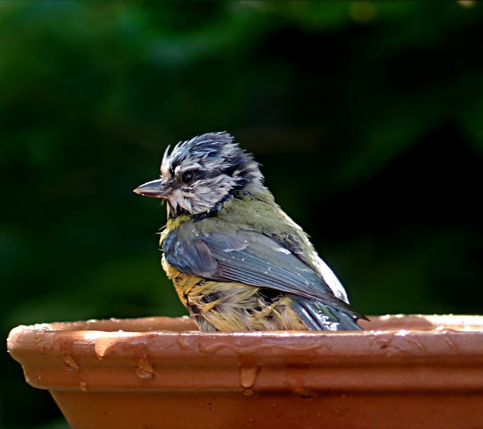 Обои капли, птица, клюв, перья, купание, синица, лазоревка, влда, drops, bird, beak, feathers, bathing, tit, blue tit, vlda разрешение 2771x1457 Загрузить