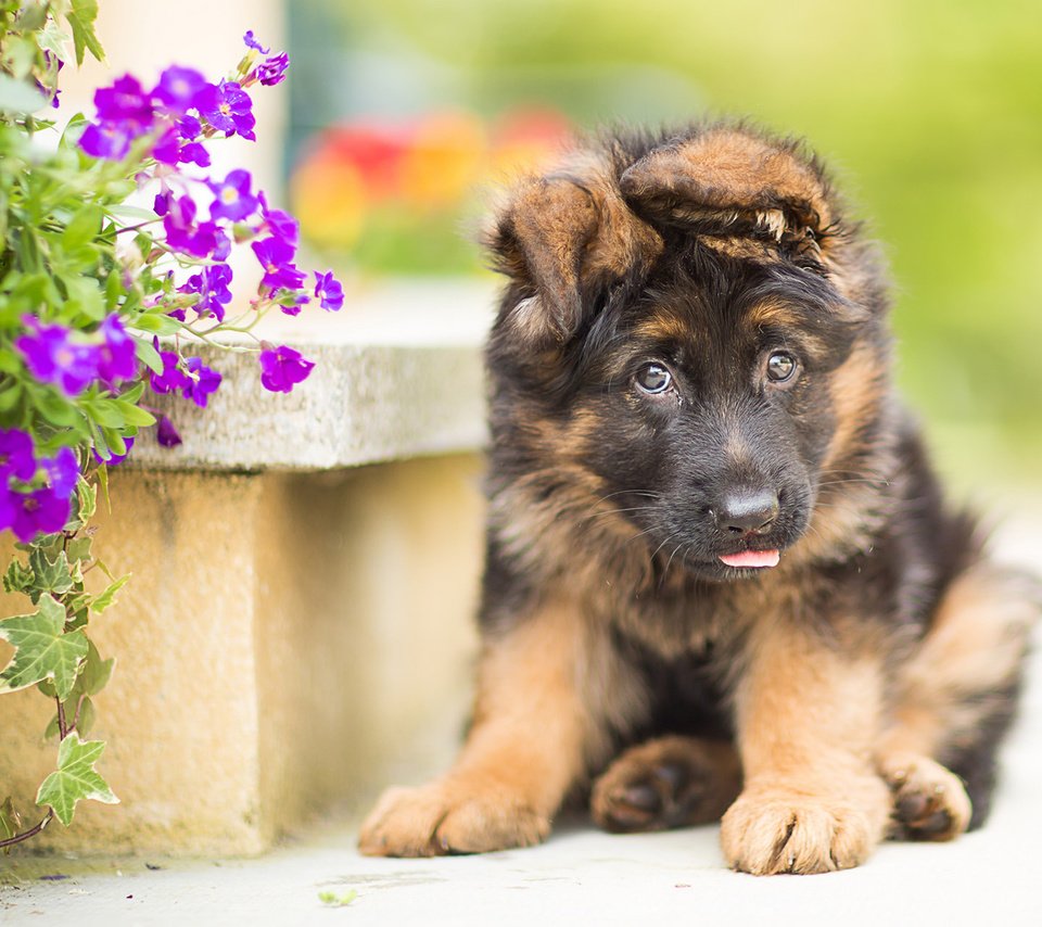 Обои цветы, собака, щенок, немецкая овчарка, flowers, dog, puppy, german shepherd разрешение 1920x1200 Загрузить