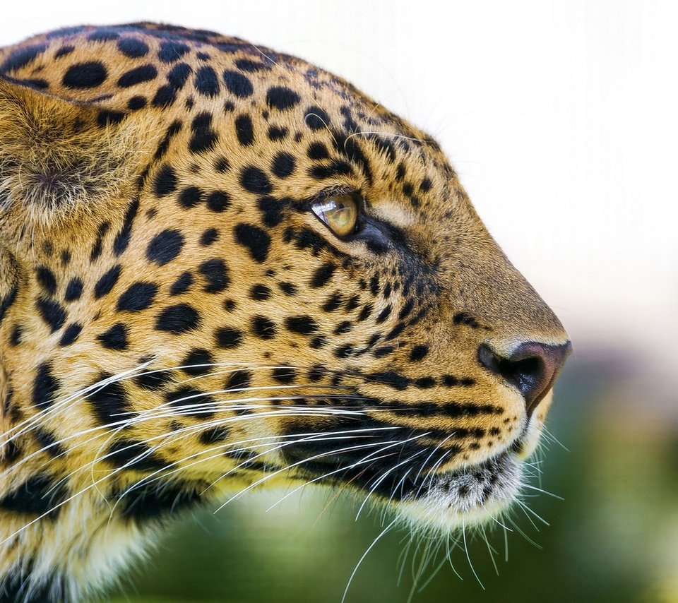 Обои морда, леопард, хищник, профиль, большая кошка, face, leopard, predator, profile, big cat разрешение 2560x1440 Загрузить