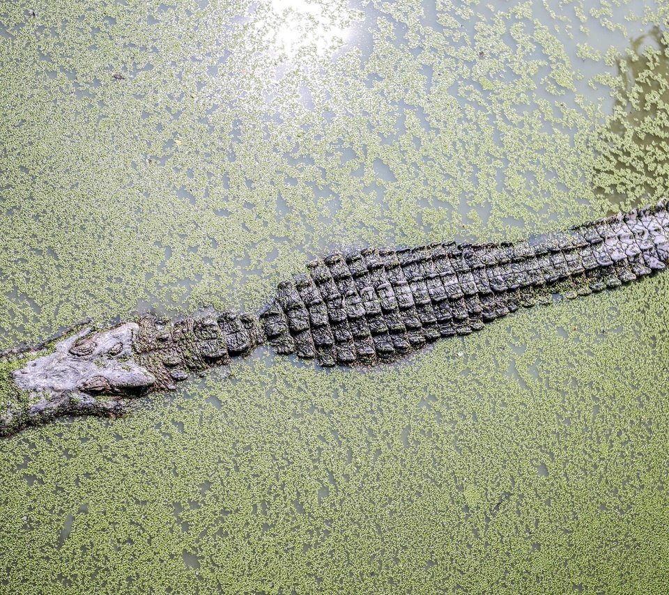 Обои вода, крокодил, водоросли, ряска, аллигатор, water, crocodile, algae, duckweed, alligator разрешение 3840x2400 Загрузить