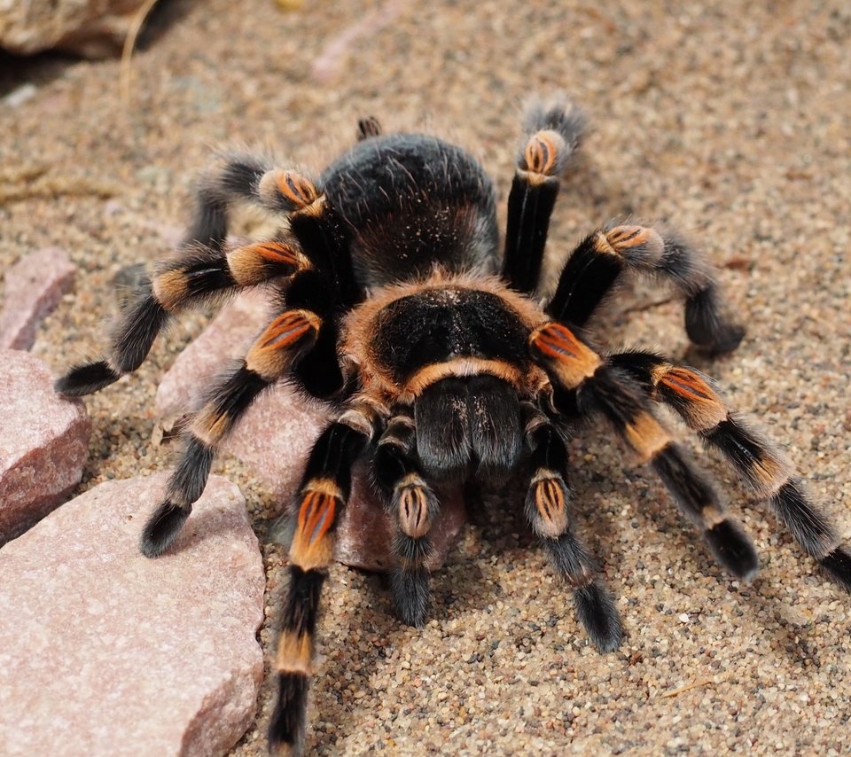 Обои паук, крупным планом, тарантул, spider, closeup, tarantula разрешение 3840x2160 Загрузить