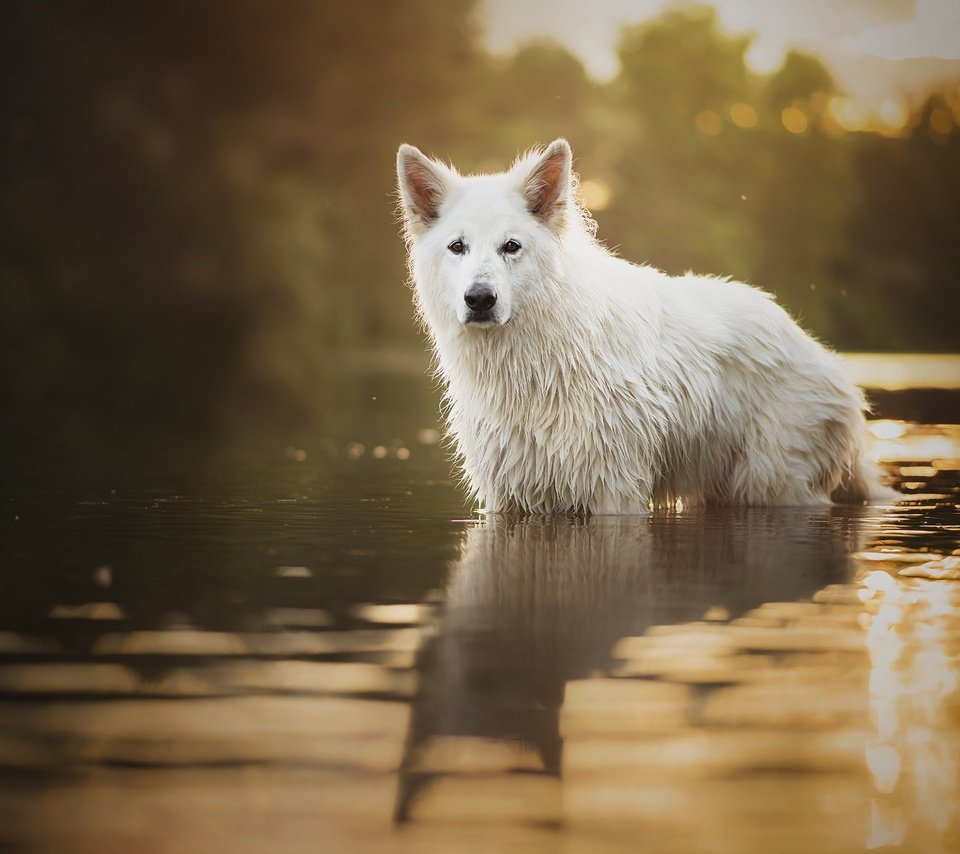 Обои собака, пес, мокрый, в воде, белая швейцарская овчарка, dog, wet, in the water, the white swiss shepherd dog разрешение 2048x1313 Загрузить