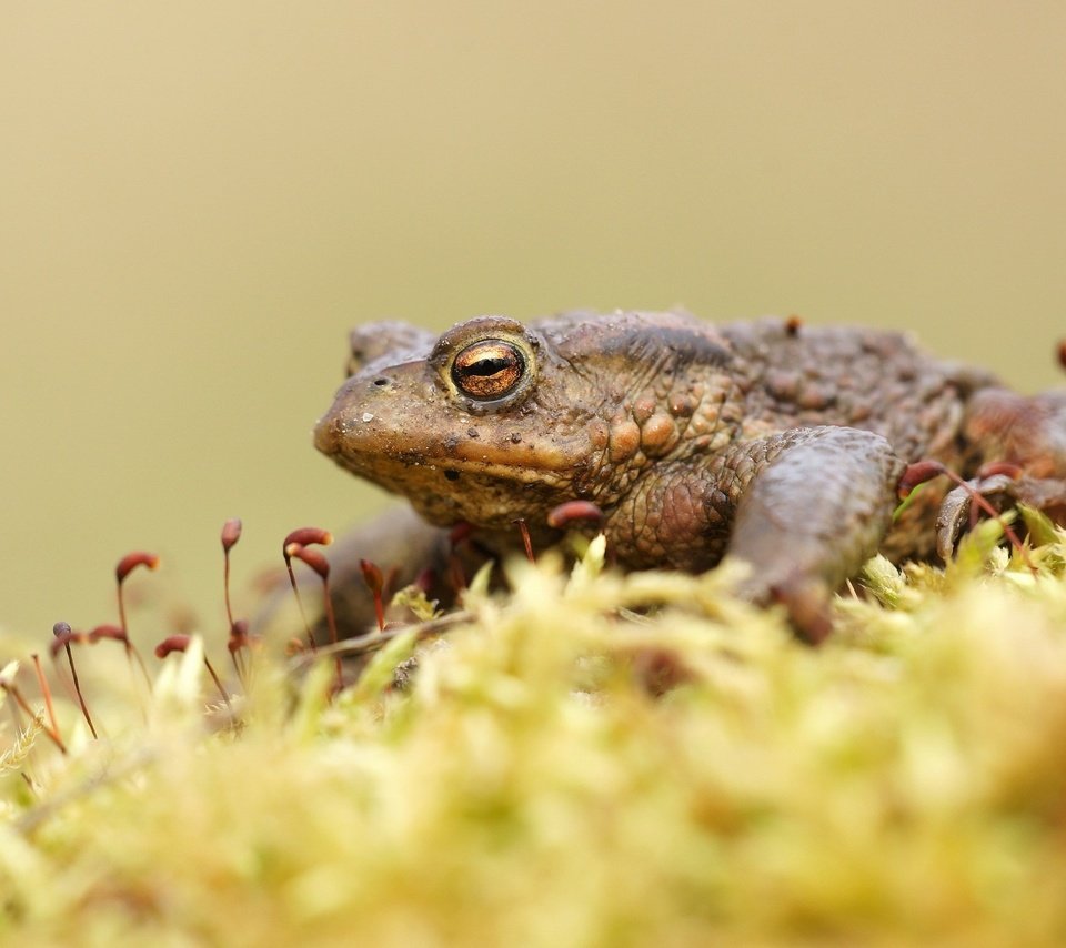 Обои лягушка, мох, жаба, земноводные, frog, moss, toad, amphibians разрешение 2560x1600 Загрузить