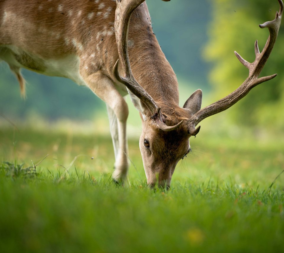 Обои трава, природа, олень, животные, лето, рога, grass, nature, deer, animals, summer, horns разрешение 2044x1362 Загрузить