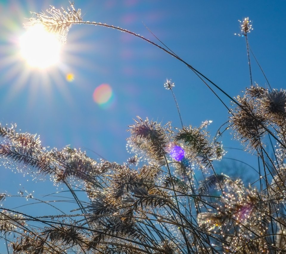 Обои небо, трава, солнце, природа, растения, капли, колоски, the sky, grass, the sun, nature, plants, drops, spikelets разрешение 4896x3264 Загрузить