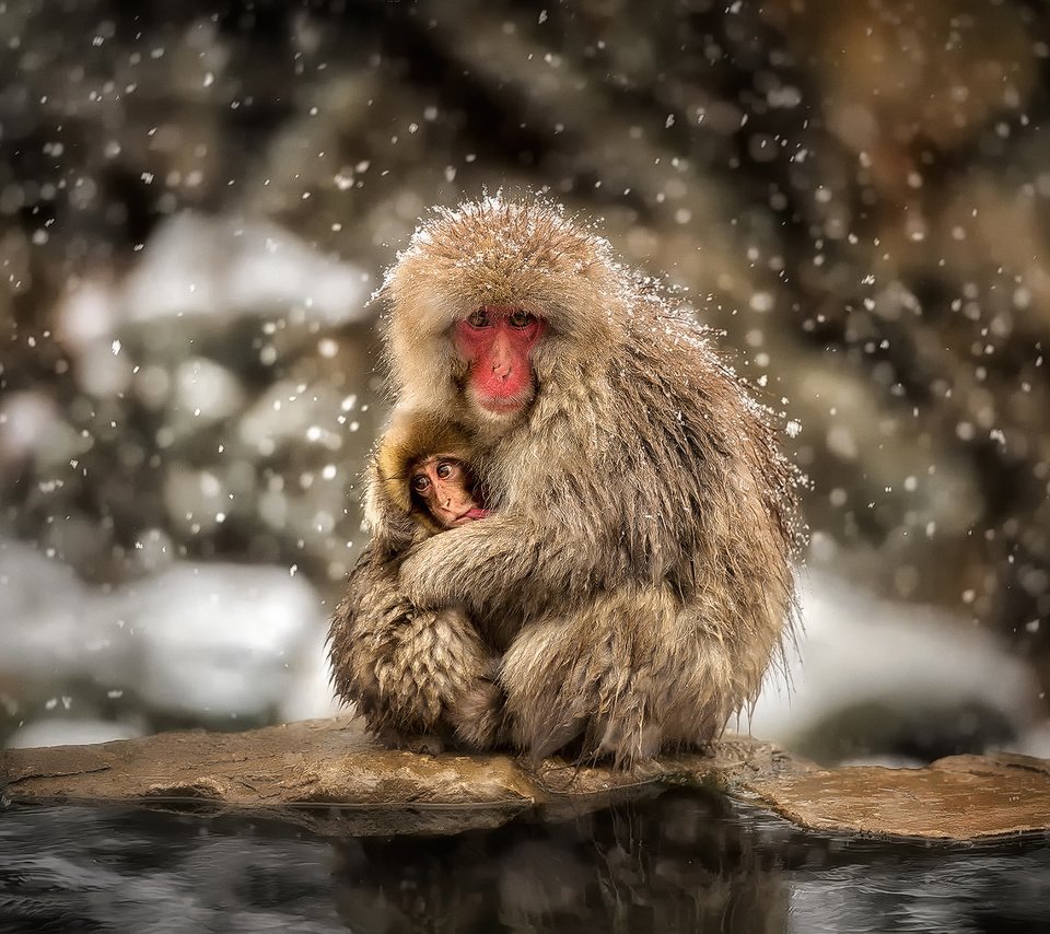 Обои снег, зима, ребенок, обезьяны, мать, японский макак, snow, winter, child, monkey, mother, japanese macaques разрешение 1920x1280 Загрузить