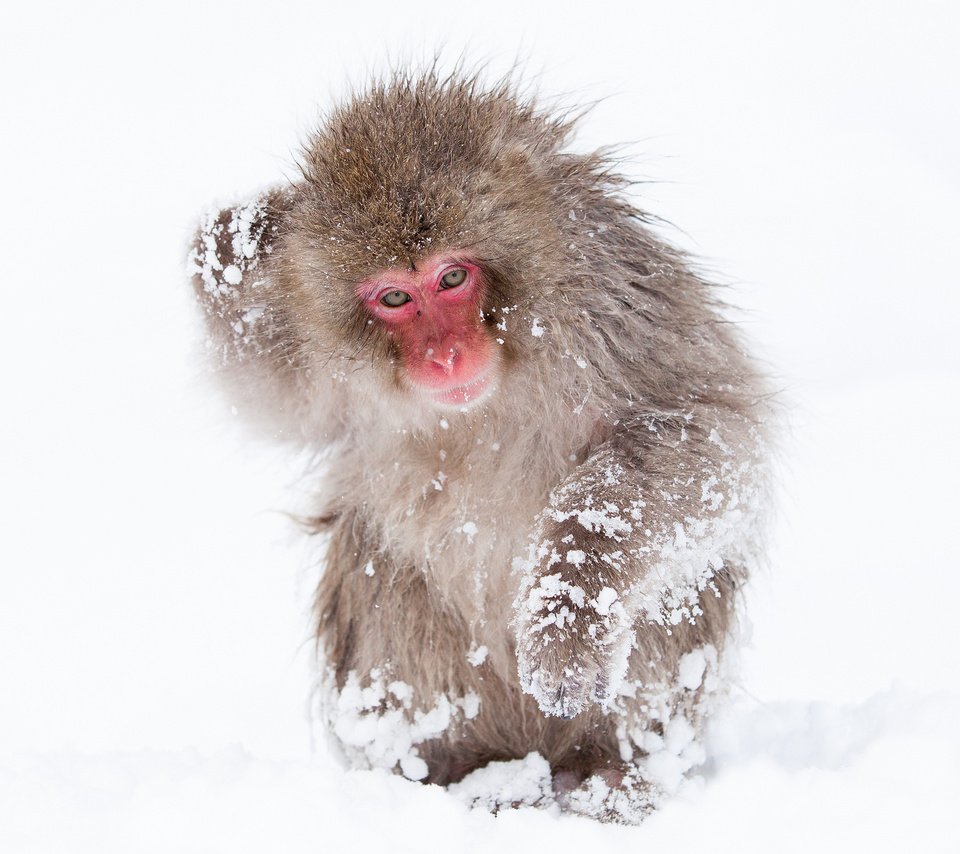 Обои снег, обезьяна, обезьянка, макака, японский макак, снежная обезьяна, snow, monkey, japanese macaques, a snow monkey разрешение 2048x1365 Загрузить