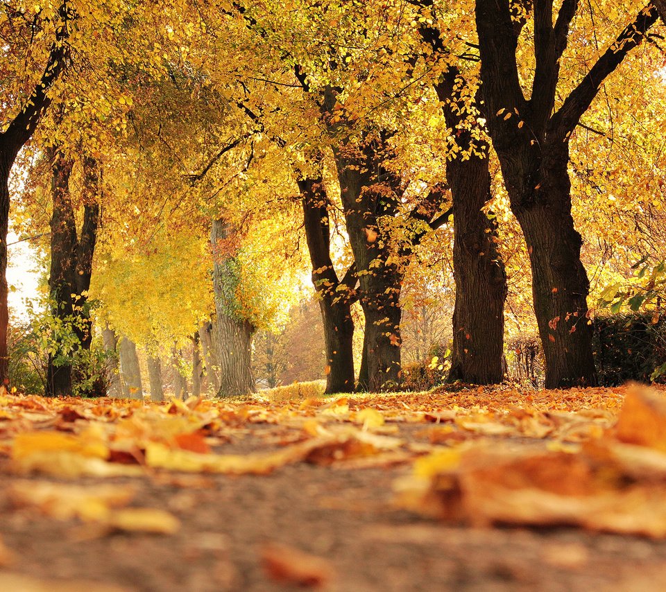 Обои деревья, природа, листья, парк, осень, trees, nature, leaves, park, autumn разрешение 2880x1800 Загрузить